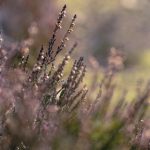 老汉色a∨影院 iqbmtz6